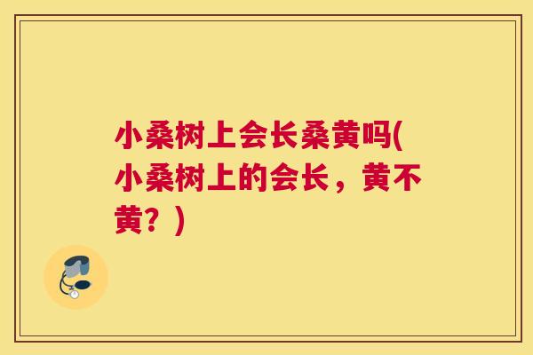 小桑树上会长桑黄吗(小桑树上的会长,黄不黄?) 小桑树上会长桑黄吗(小桑树上的会长,黄不黄?)