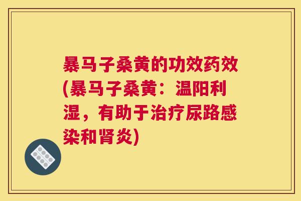 暴马子桑黄的功效(暴马子桑黄:温阳利湿,有助于尿路和炎) 暴马子桑黄的功效(暴马子桑黄:温阳利湿,有助于尿路和炎)