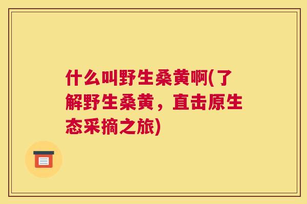 什么叫野生桑黄啊(了解野生桑黄,直击原生态采摘之旅) 什么叫野生桑黄啊(了解野生桑黄,直击原生态采摘之旅)