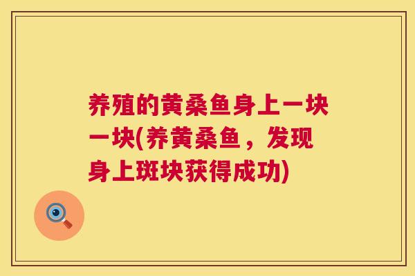 养殖的黄桑鱼身上一块一块(养黄桑鱼,发现身上斑块获得成功) 养殖的黄桑鱼身上一块一块(养黄桑鱼,发现身上斑块获得成功)