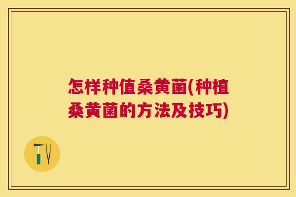 怎样种值桑黄菌(种植桑黄菌的方法及技巧) 怎样种值桑黄菌(种植桑黄菌的方法及技巧)