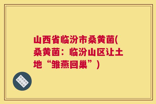 山西省临汾市桑黄菌(桑黄菌:临汾山区让土地“雏燕回巢”) 山西省临汾市桑黄菌(桑黄菌:临汾山区让土地“雏燕回巢”)