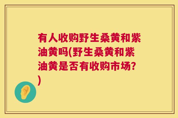 有人收购野生桑黄和紫油黄吗(野生桑黄和紫油黄是否有收购市场?) 有人收购野生桑黄和紫油黄吗(野生桑黄和紫油黄是否有收购市场?)