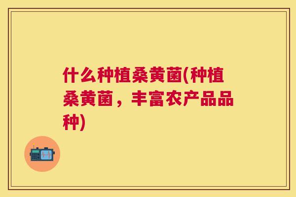 什么种植桑黄菌(种植桑黄菌,丰富农产品品种) 什么种植桑黄菌(种植桑黄菌,丰富农产品品种)
