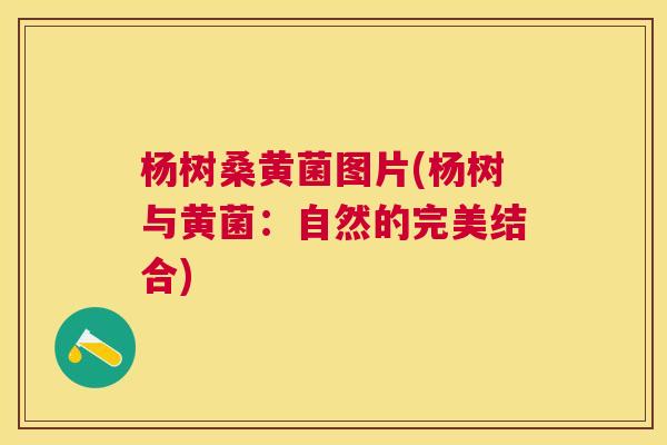 杨树桑黄菌图片(杨树与黄菌:自然的完美结合) 杨树桑黄菌图片(杨树与黄菌:自然的完美结合)