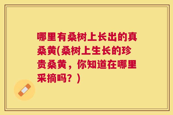 哪里有桑树上长出的真桑黄(桑树上生长的珍贵桑黄,你知道在哪里采摘吗?) 哪里有桑树上长出的真桑黄(桑树上生长的珍贵桑黄,你知道在哪里采摘吗?)