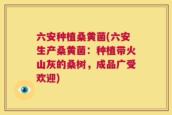 六安种植桑黄菌(六安生产桑黄菌：种植带火山灰的桑树，成品广受欢迎)