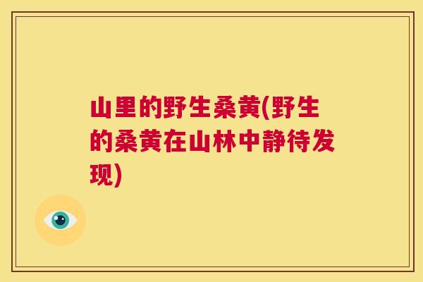 山里的野生桑黄(野生的桑黄在山林中静待发现) 山里的野生桑黄(野生的桑黄在山林中静待发现)