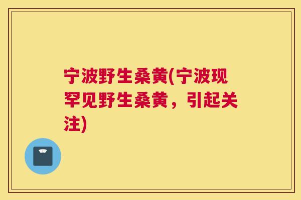 宁波野生桑黄(宁波现罕见野生桑黄,引起关注) 宁波野生桑黄(宁波现罕见野生桑黄,引起关注)