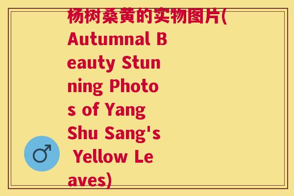 杨树桑黄的实物图片(Autumnal Beauty Stunning Photos of Yang Shu Sang's Yellow Leaves) 杨树桑黄的实物图片(Autumnal Beauty Stunning Photos of Yang Shu Sang's Yellow Leaves)