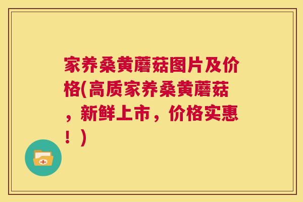 家养桑黄蘑菇图片及价格(高质家养桑黄蘑菇,新鲜上市,价格实惠!) 家养桑黄蘑菇图片及价格(高质家养桑黄蘑菇,新鲜上市,价格实惠!)