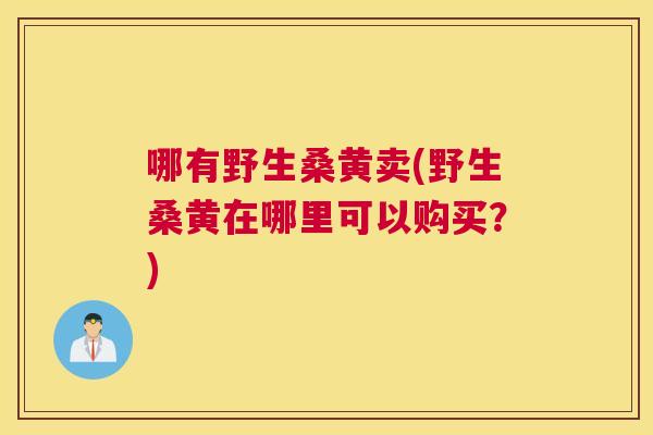 哪有野生桑黄卖(野生桑黄在哪里可以购买?) 哪有野生桑黄卖(野生桑黄在哪里可以购买?)