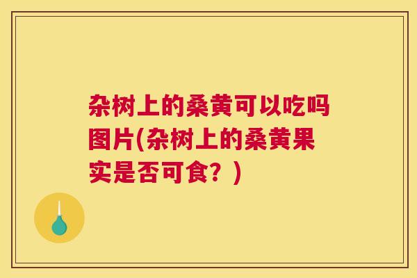 杂树上的桑黄可以吃吗图片(杂树上的桑黄果实是否可食?) 杂树上的桑黄可以吃吗图片(杂树上的桑黄果实是否可食?)
