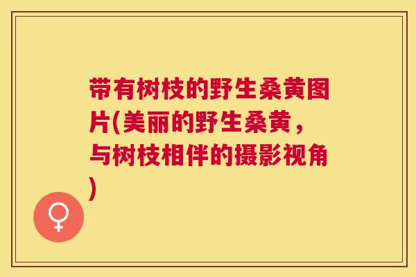 带有树枝的野生桑黄图片(美丽的野生桑黄,与树枝相伴的摄影视角) 带有树枝的野生桑黄图片(美丽的野生桑黄,与树枝相伴的摄影视角)