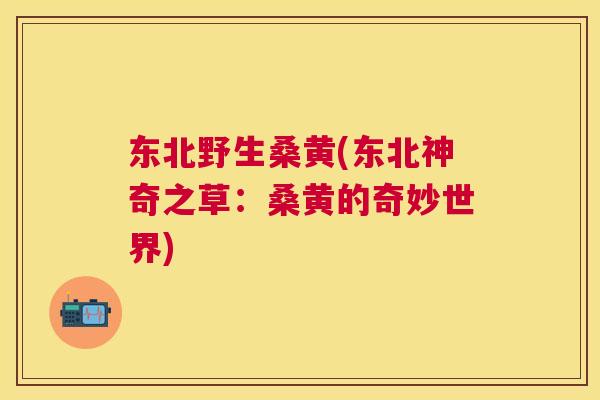 东北野生桑黄(东北神奇之草:桑黄的奇妙世界) 东北野生桑黄(东北神奇之草:桑黄的奇妙世界)