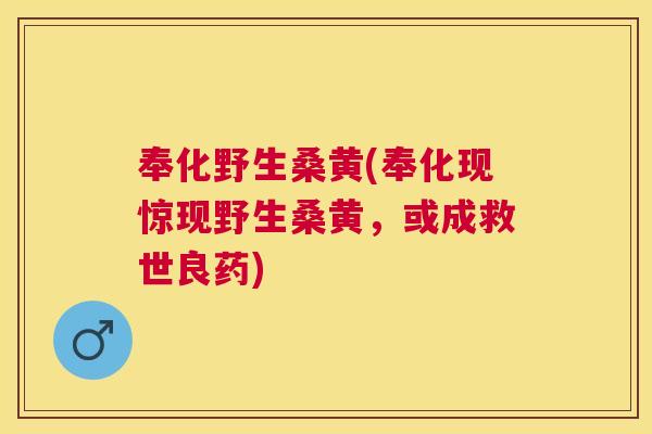 奉化野生桑黄(奉化现惊现野生桑黄,或成救世良药) 奉化野生桑黄(奉化现惊现野生桑黄,或成救世良药)
