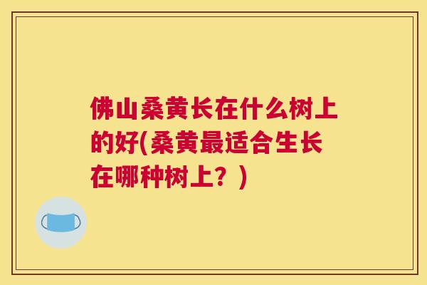 佛山桑黄长在什么树上的好(桑黄适合生长在哪种树上?) 佛山桑黄长在什么树上的好(桑黄适合生长在哪种树上?)