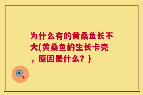 为什么有的黄桑鱼长不大(黄桑鱼的生长卡壳,原因是什么?) 为什么有的黄桑鱼长不大(黄桑鱼的生长卡壳,原因是什么?)