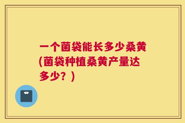 一个菌袋能长多少桑黄(菌袋种植桑黄产量达多少？)