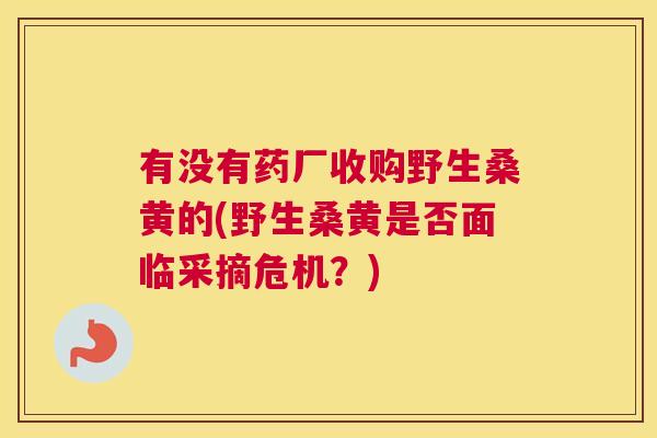 有没有药厂收购野生桑黄的(野生桑黄是否面临采摘危机?) 有没有药厂收购野生桑黄的(野生桑黄是否面临采摘危机?)