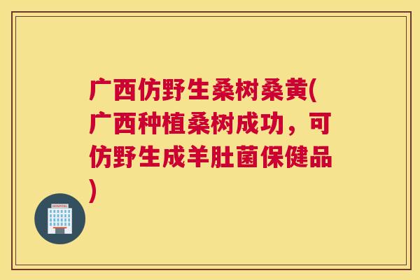 广西仿野生桑树桑黄(广西种植桑树成功,可仿野生成羊肚菌保健品) 广西仿野生桑树桑黄(广西种植桑树成功,可仿野生成羊肚菌保健品)