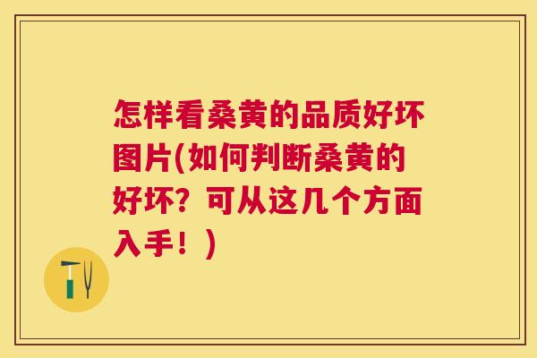 怎样看桑黄的品质好坏图片(如何判断桑黄的好坏?可从这几个方面入手!) 怎样看桑黄的品质好坏图片(如何判断桑黄的好坏?可从这几个方面入手!)