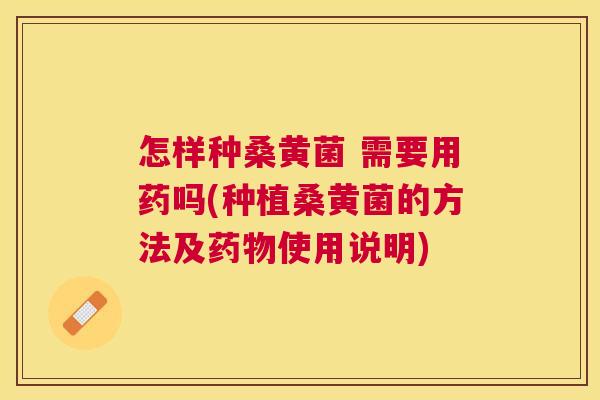 怎样种桑黄菌 需要用药吗(种植桑黄菌的方法及使用说明) 怎样种桑黄菌 需要用药吗(种植桑黄菌的方法及使用说明)