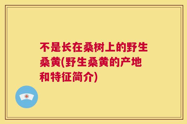 不是长在桑树上的野生桑黄(野生桑黄的产地和特征简介) 不是长在桑树上的野生桑黄(野生桑黄的产地和特征简介)