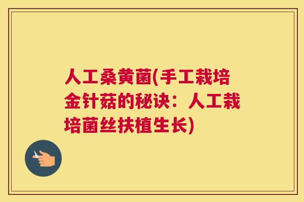 人工桑黄菌(手工栽培金针菇的秘诀:人工栽培菌丝扶植生长) 人工桑黄菌(手工栽培金针菇的秘诀:人工栽培菌丝扶植生长)