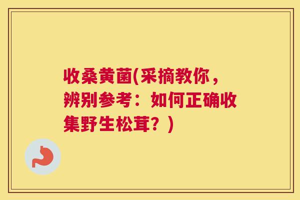 收桑黄菌(采摘教你，辨别参考：如何正确收集野生松茸？)