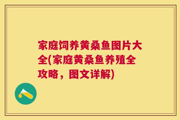 家庭饲养黄桑鱼图片大全(家庭黄桑鱼养殖全攻略,图文详解) 家庭饲养黄桑鱼图片大全(家庭黄桑鱼养殖全攻略,图文详解)