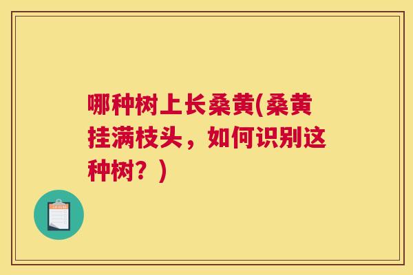 哪种树上长桑黄(桑黄挂满枝头,如何识别这种树?) 哪种树上长桑黄(桑黄挂满枝头,如何识别这种树?)