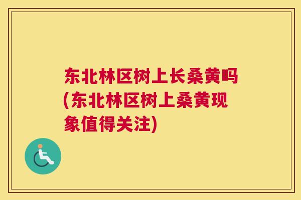 东北林区树上长桑黄吗(东北林区树上桑黄现象值得关注) 东北林区树上长桑黄吗(东北林区树上桑黄现象值得关注)