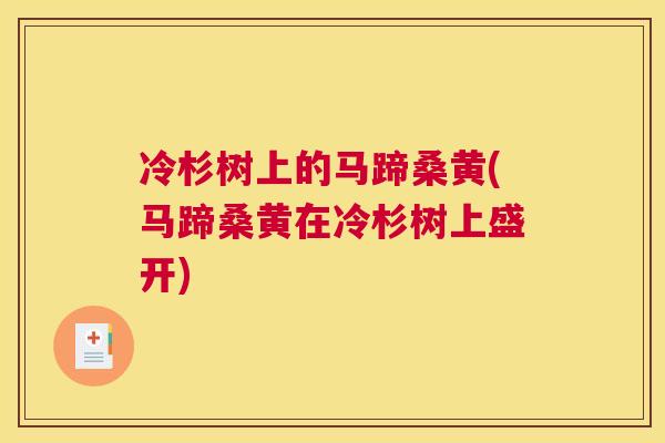 冷杉树上的马蹄桑黄(马蹄桑黄在冷杉树上盛开) 冷杉树上的马蹄桑黄(马蹄桑黄在冷杉树上盛开)