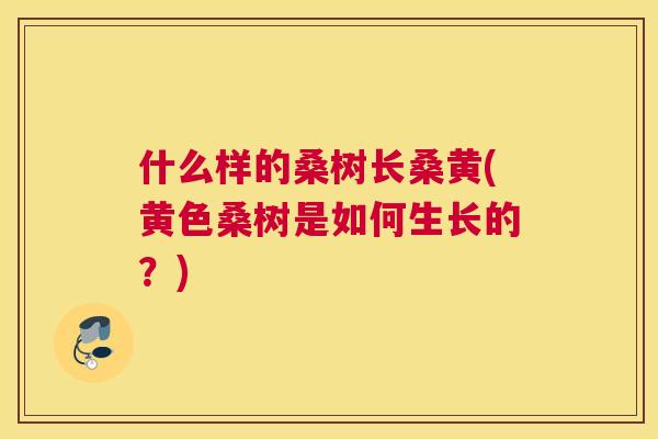 什么样的桑树长桑黄(黄色桑树是如何生长的?) 什么样的桑树长桑黄(黄色桑树是如何生长的?)