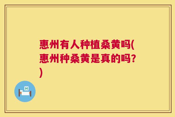 惠州有人种植桑黄吗(惠州种桑黄是真的吗？)