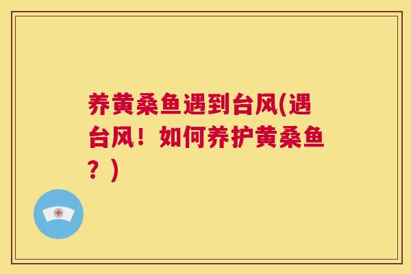 养黄桑鱼遇到台风(遇台风!如何养护黄桑鱼?) 养黄桑鱼遇到台风(遇台风!如何养护黄桑鱼?)