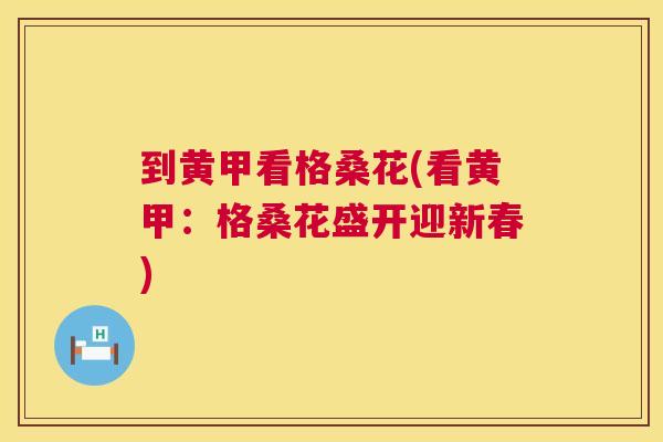 到黄甲看格桑花(看黄甲:格桑花盛开迎新春) 到黄甲看格桑花(看黄甲:格桑花盛开迎新春)