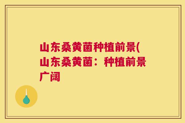 山东桑黄菌种植前景(山东桑黄菌:种植前景广阔 山东桑黄菌种植前景(山东桑黄菌:种植前景广阔