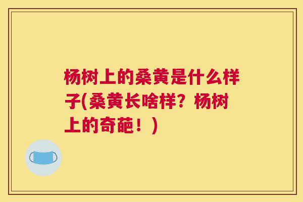 杨树上的桑黄是什么样子(桑黄长啥样?杨树上的奇葩!) 杨树上的桑黄是什么样子(桑黄长啥样?杨树上的奇葩!)