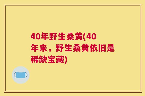 40年野生桑黄(40年来,野生桑黄依旧是稀缺宝藏) 40年野生桑黄(40年来,野生桑黄依旧是稀缺宝藏)