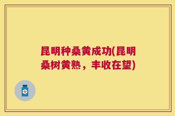 昆明种桑黄成功(昆明桑树黄熟,丰收在望) 昆明种桑黄成功(昆明桑树黄熟,丰收在望)