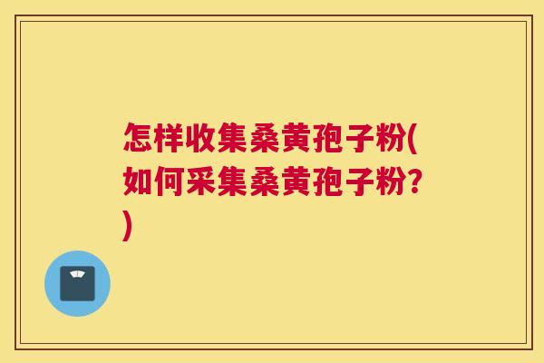 怎样收集桑黄孢子粉(如何采集桑黄孢子粉?) 怎样收集桑黄孢子粉(如何采集桑黄孢子粉?)