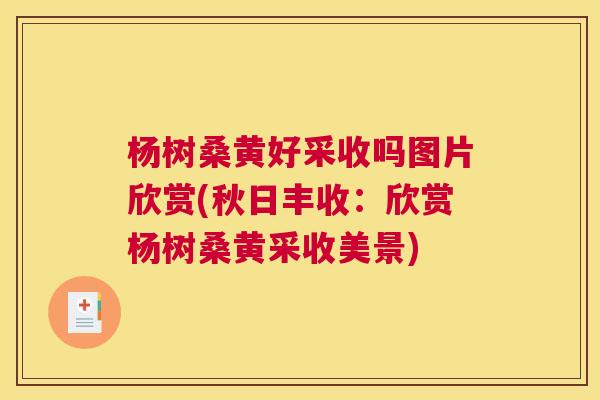 杨树桑黄好采收吗图片欣赏(秋日丰收:欣赏杨树桑黄采收美景) 杨树桑黄好采收吗图片欣赏(秋日丰收:欣赏杨树桑黄采收美景)