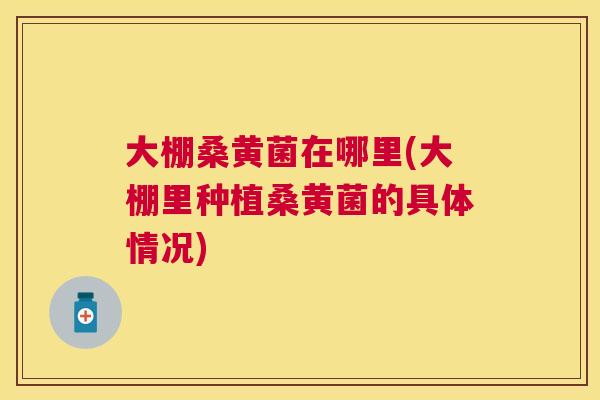 大棚桑黄菌在哪里(大棚里种植桑黄菌的具体情况) 大棚桑黄菌在哪里(大棚里种植桑黄菌的具体情况)