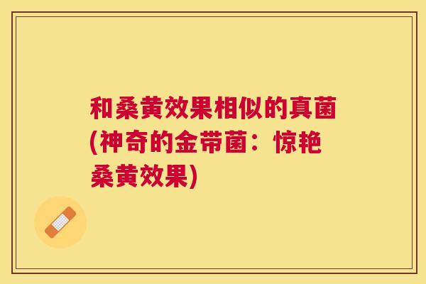 和桑黄效果相似的真菌(神奇的金带菌:惊艳桑黄效果) 和桑黄效果相似的真菌(神奇的金带菌:惊艳桑黄效果)