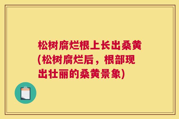 松树腐烂根上长出桑黄(松树腐烂后,根部现出壮丽的桑黄景象) 松树腐烂根上长出桑黄(松树腐烂后,根部现出壮丽的桑黄景象)
