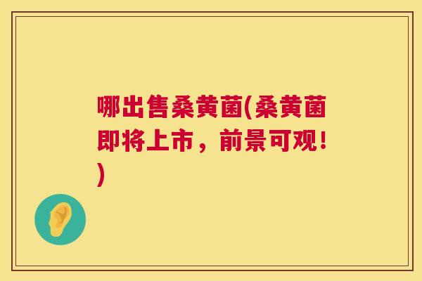 哪出售桑黄菌(桑黄菌即将上市,前景可观!) 哪出售桑黄菌(桑黄菌即将上市,前景可观!)