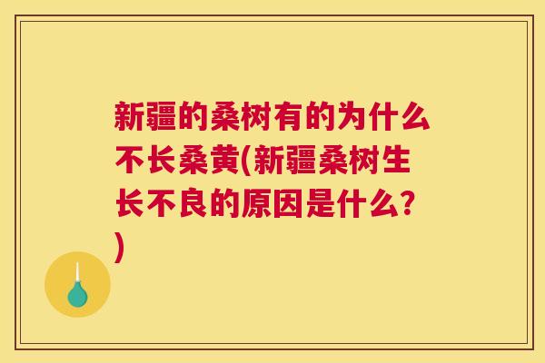 新疆的桑树有的为什么不长桑黄(新疆桑树生长不良的原因是什么?) 新疆的桑树有的为什么不长桑黄(新疆桑树生长不良的原因是什么?)