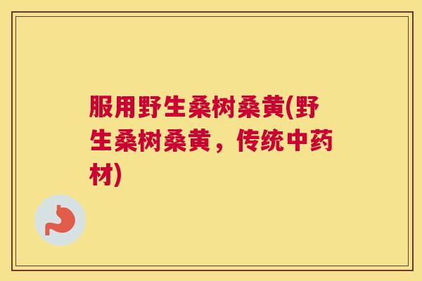 服用野生桑树桑黄(野生桑树桑黄,传统材) 服用野生桑树桑黄(野生桑树桑黄,传统材)